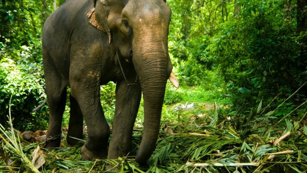 belghar wild sanctuary