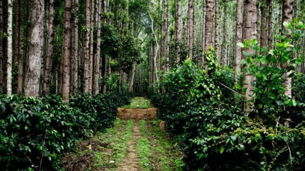 coffee plantation
