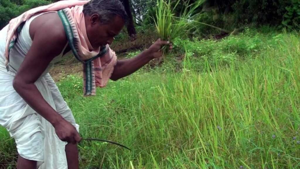 farmers harvesting image