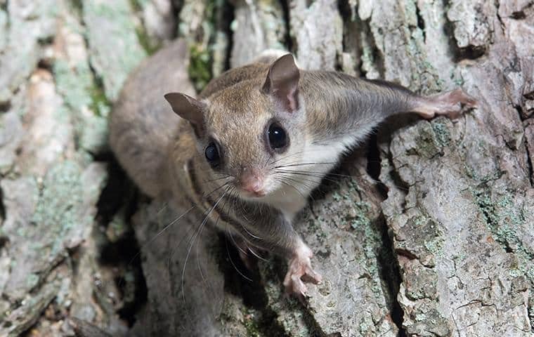 flying squirrel