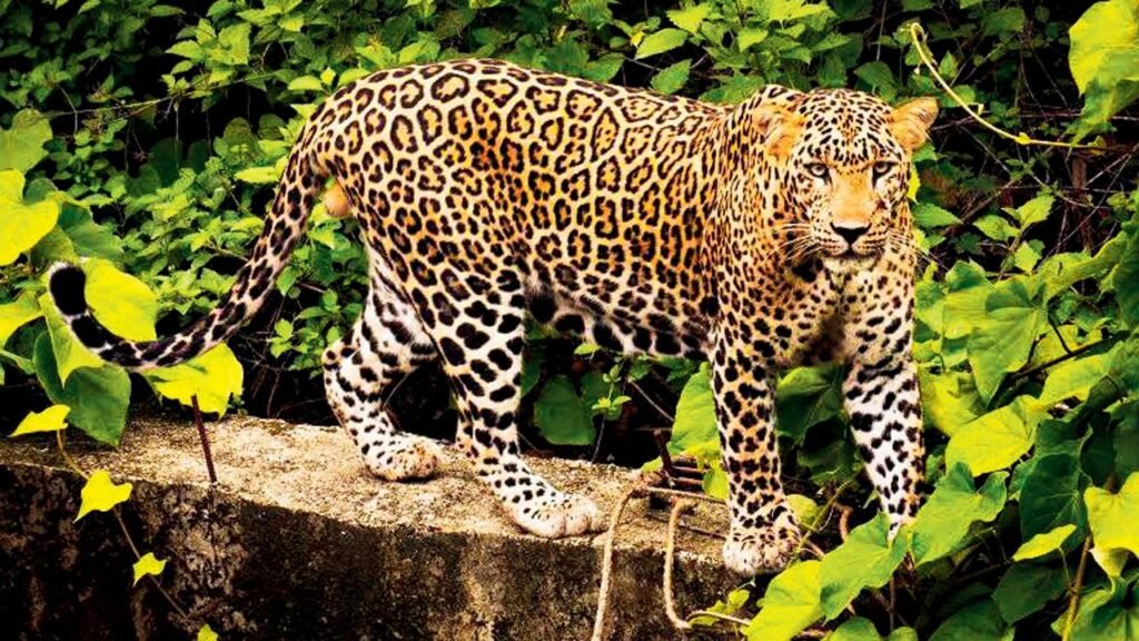 leopard