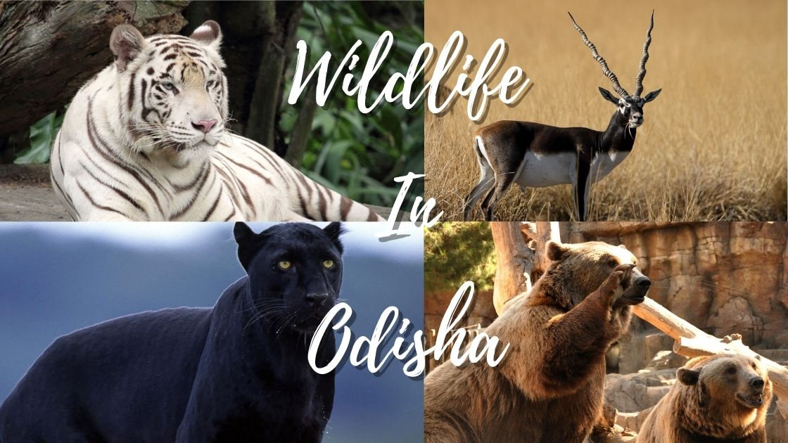 wildlife in Odisha
