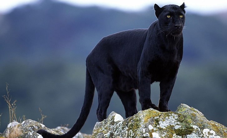 panthers