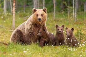 bears