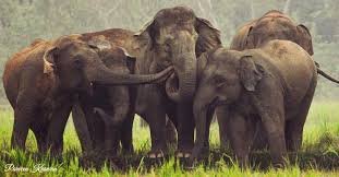 elephant