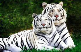 bengal tiger