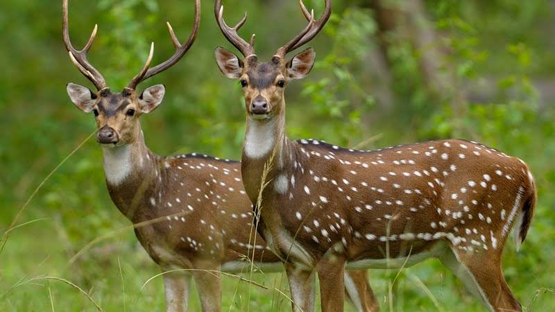 spotted deers