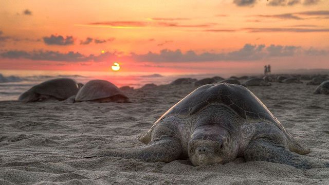 olive ridely turtle in kendrapara