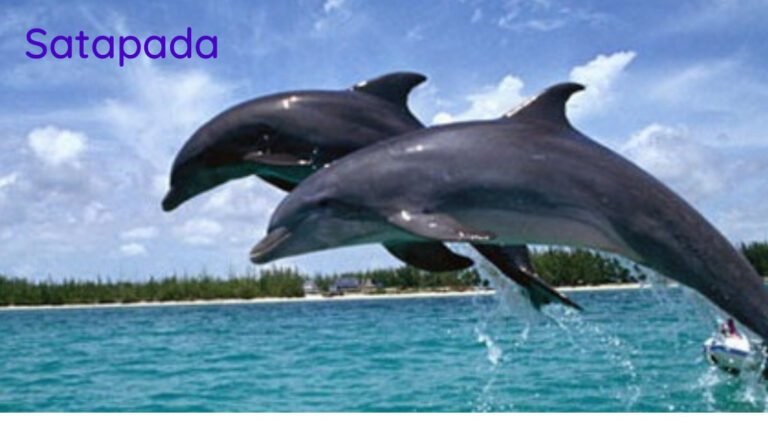 A Trip to Satapada in Odisha-Know the details