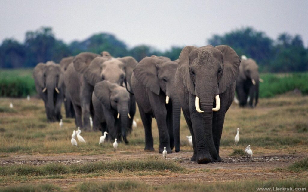 elephant