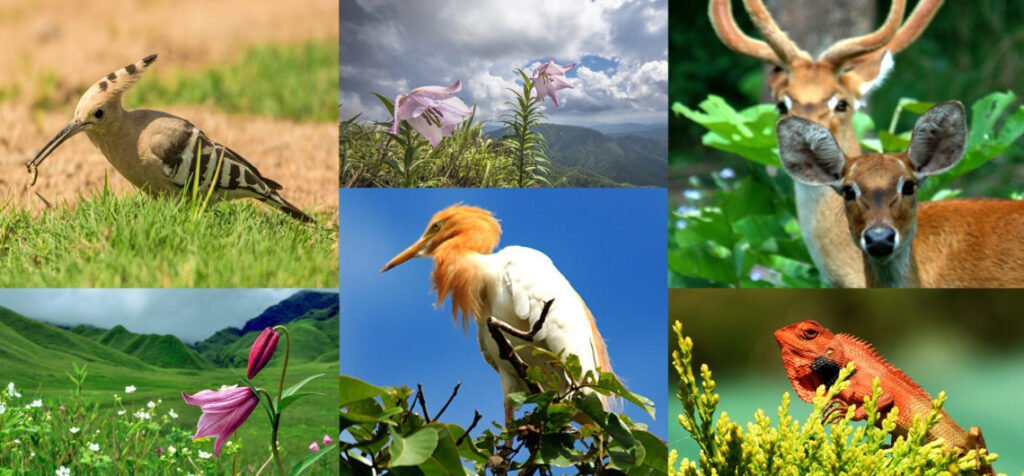 flora and fauna