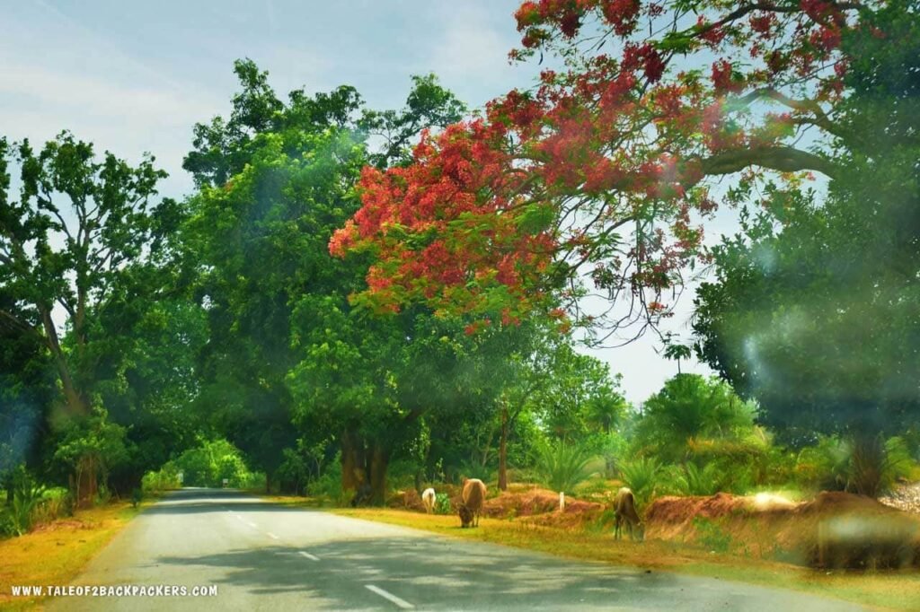Daringbadi