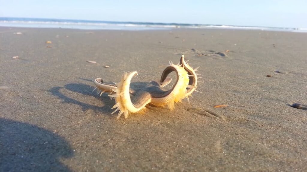 chandipur