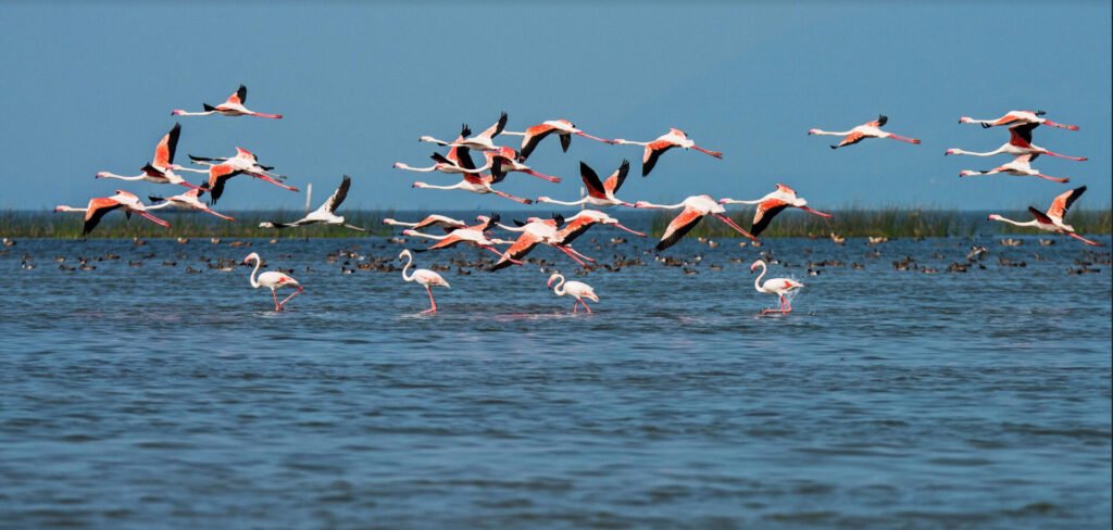 Nalbana Bird Sanctuary