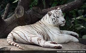 White tiger safari