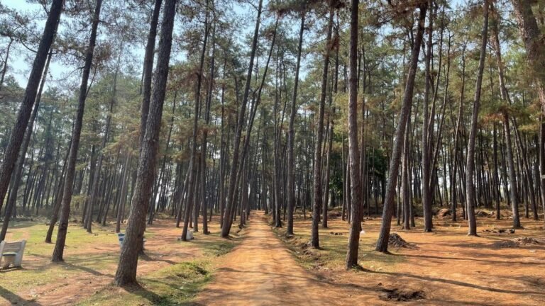 A Complete Guide to Daringbadi- Timing, Hotels, Cost & a full Plan