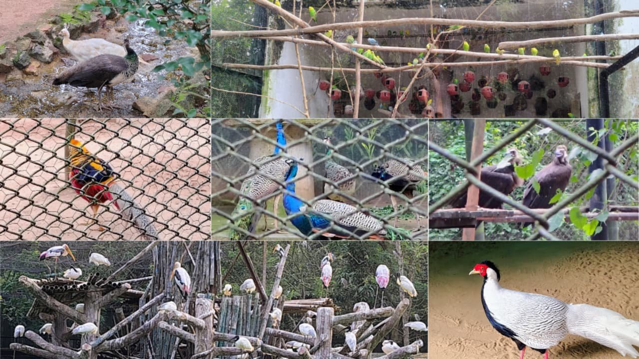 exotic and Indian bird species