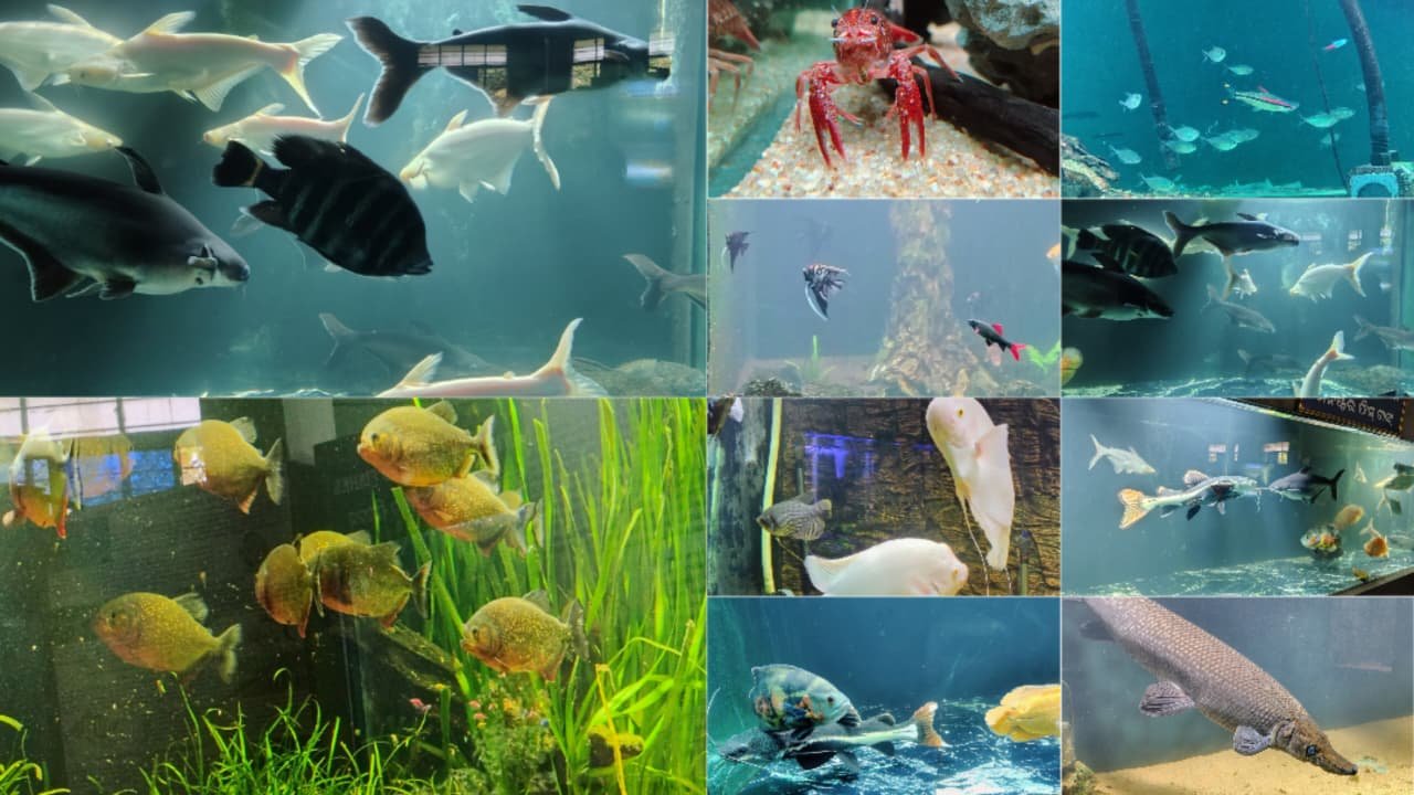 Aquarium in Nanadankanan zoo